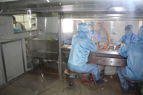 雙興新盛木耳菌包廠 優(yōu)質(zhì)菌包熱銷(xiāo)中，專(zhuān)業(yè)技術(shù)全程指導(dǎo)